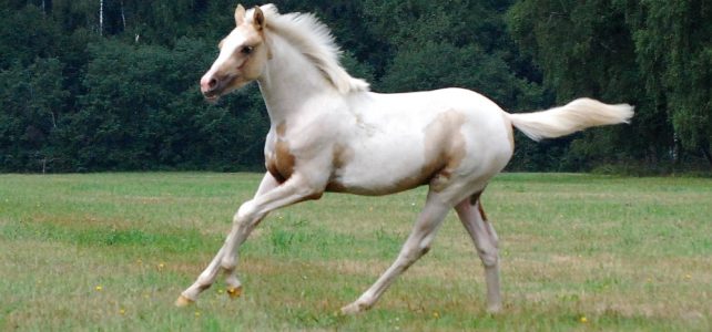 Gelegenheit… zauberhafte Rarität zu verkaufen Gelegenheit… zauberhafte Rarität zu verkaufen